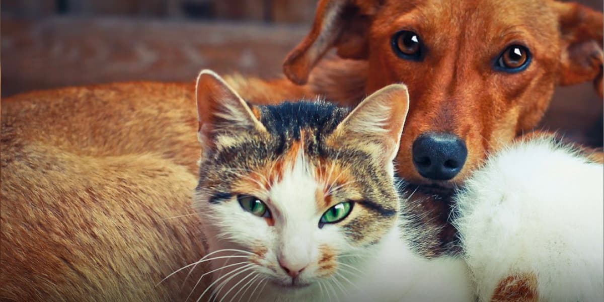 Imagem de divulgação do Instituto Ampara Animal