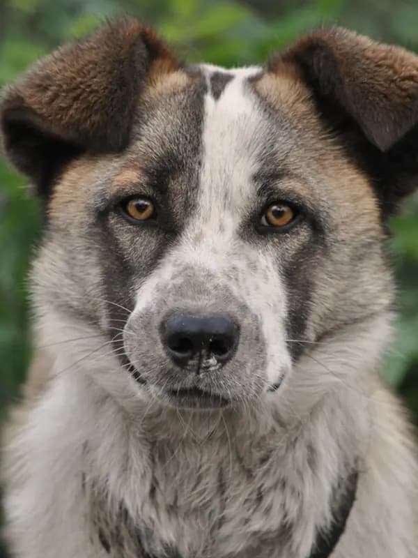 Cachorro branco e marrom de orelhas caídas encarando a câmera