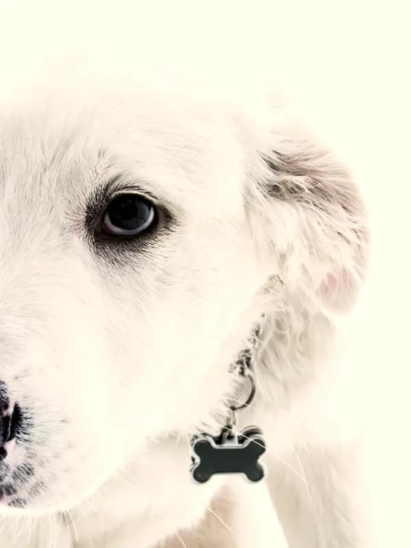 Cachorro branco de focinho escuro usando plaquinha de identificação