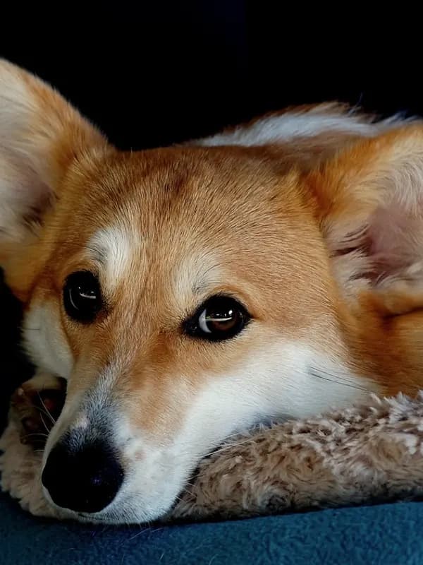 Corgi de pelo alaranjado deitado, olhando para a câmera