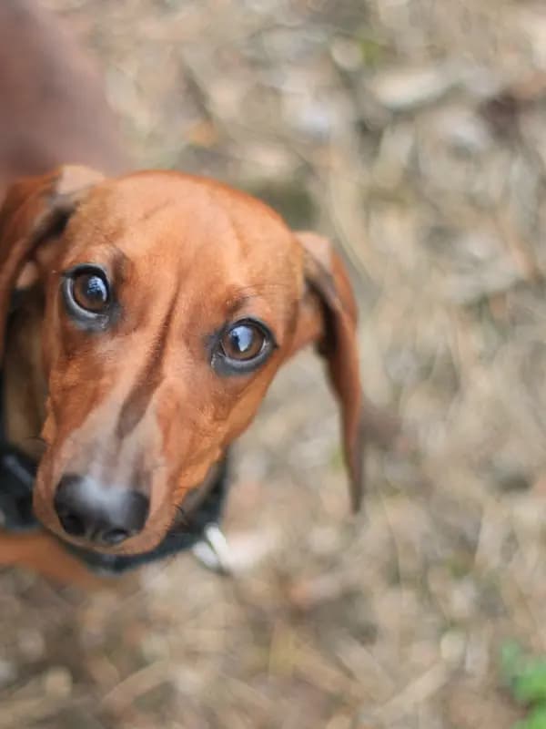 Dachshund castanho olhando para a câmera
