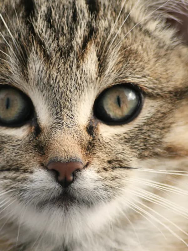 Gatinho tigrado de olhos grandes olhando para a câmera