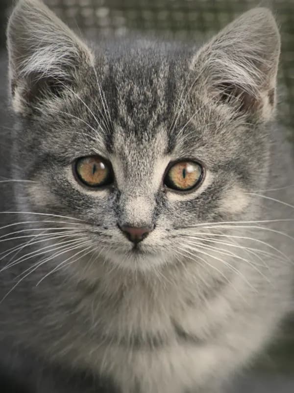 Gatinho cinza de olhos claros encarando a câmera