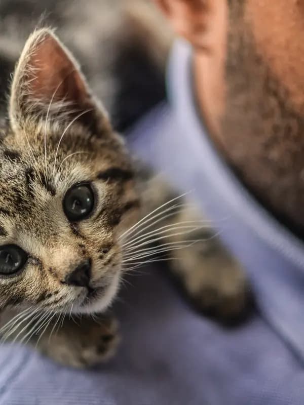 Gato filhote no colo de alguém, olhando para a câmera