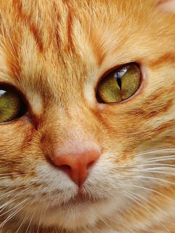 Gato laranja de olhos verdes bem próximo da câmera