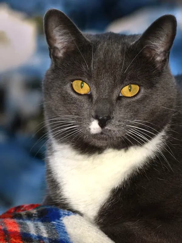 Gato preto e branco de olhos amarelos, olhando para a câmera