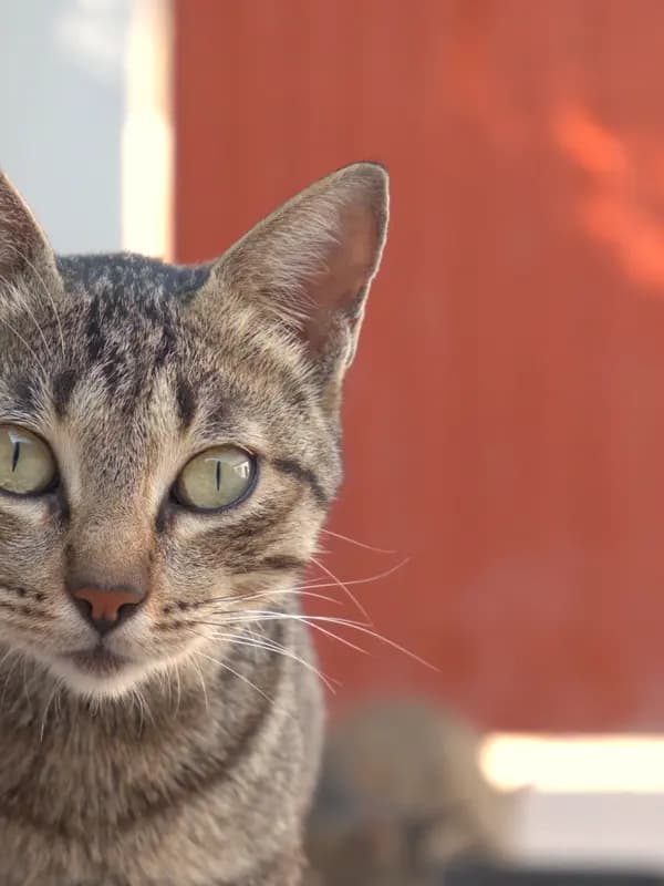 Gato tigrado de olhos verdes sentado, atento à câmera