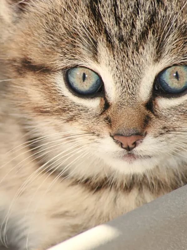Filhote de gato tigrado de olhos claros, encarando a câmera