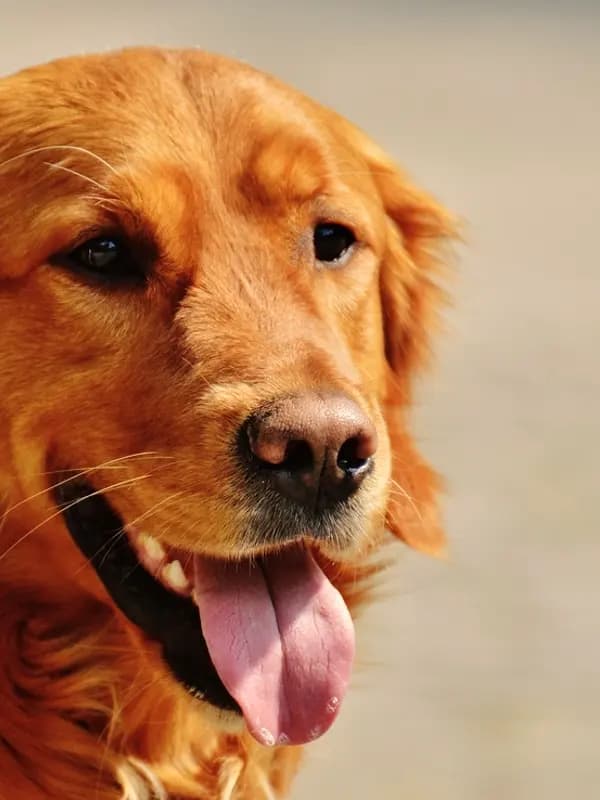 Golden retriever de boca aberta, parecendo sorrir