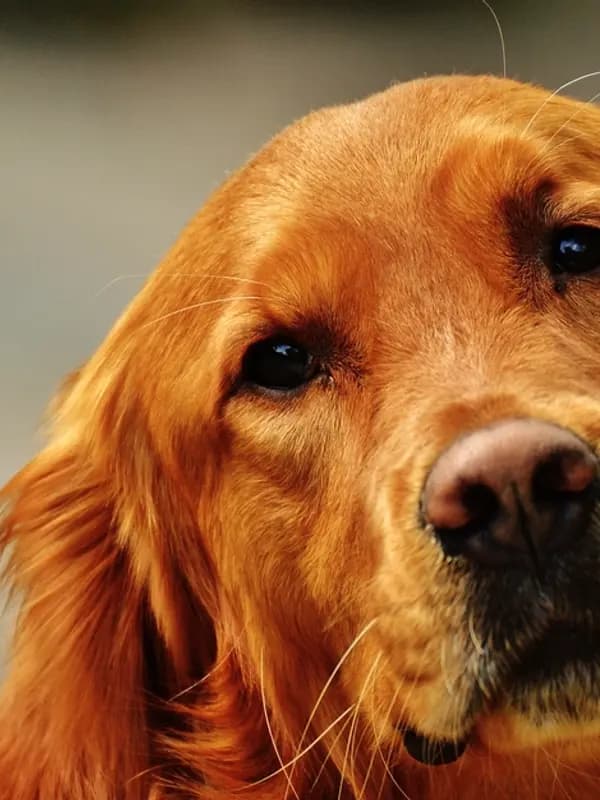 Golden retriever de pelo dourado em close, olhando de frente