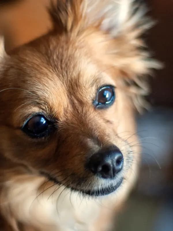 Filhote de lulu da pomerânia castanho olhando para cima