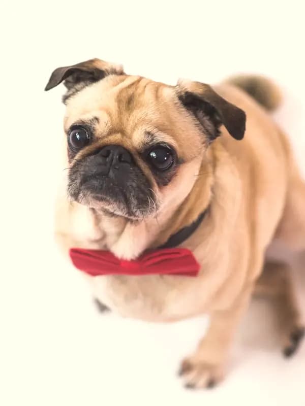 Pug sentado usando gravata-borboleta vermelha