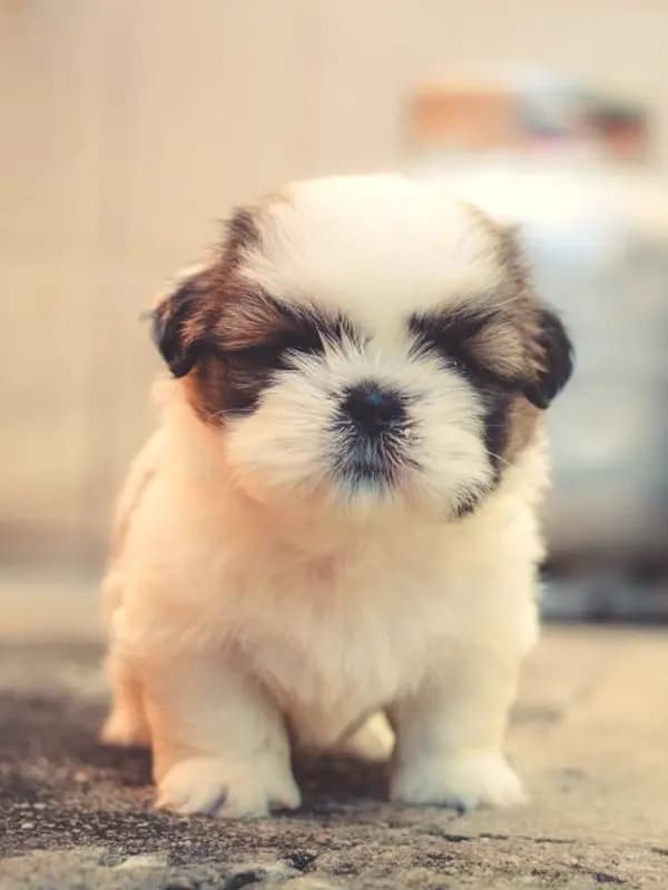 Filhote de shih-tzu em pé, olhando para a câmera