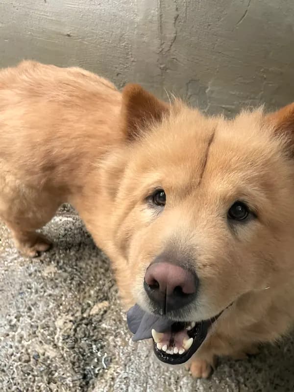 Cachorro peludo cor de caramelo sorrindo para a câmera
