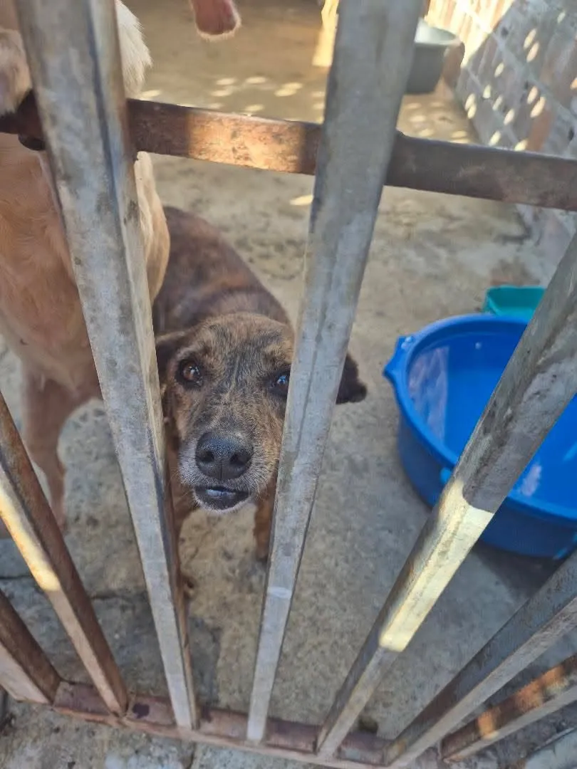 Foto do animal