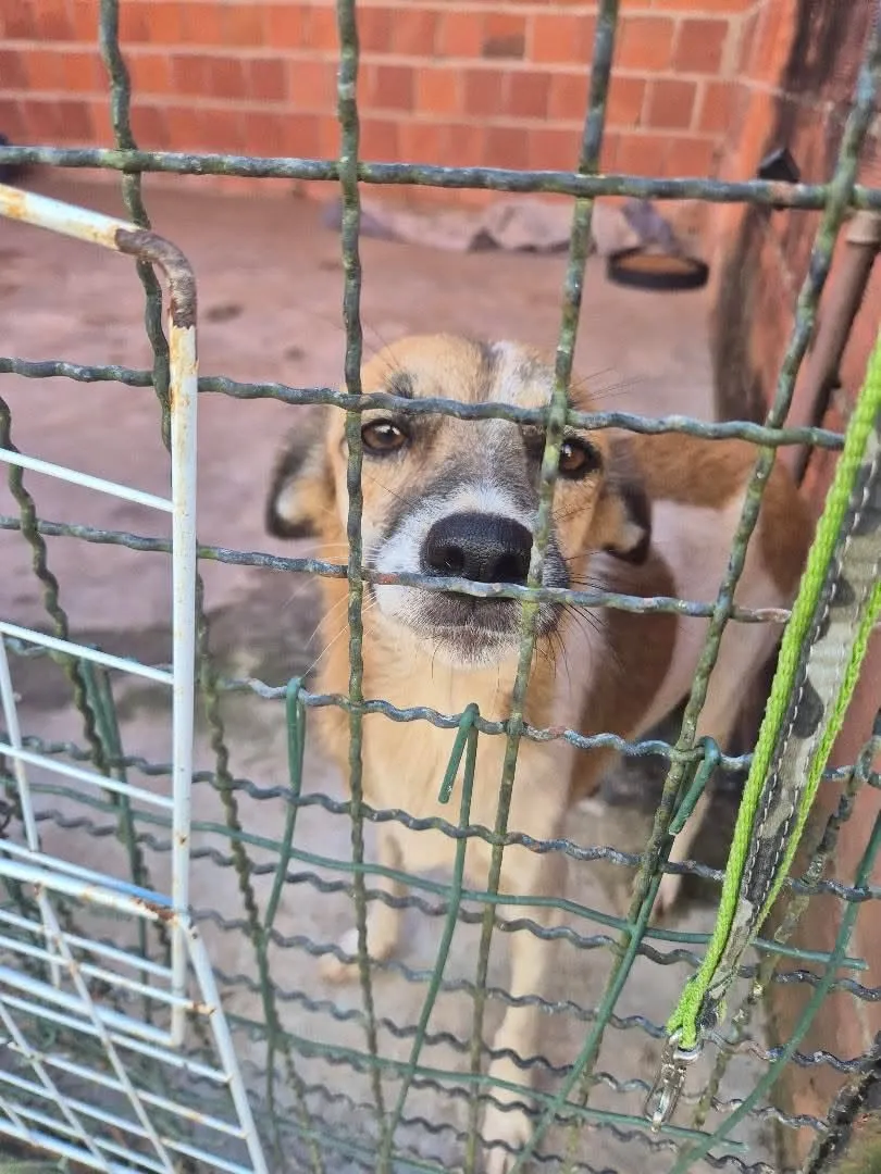 Foto do animal