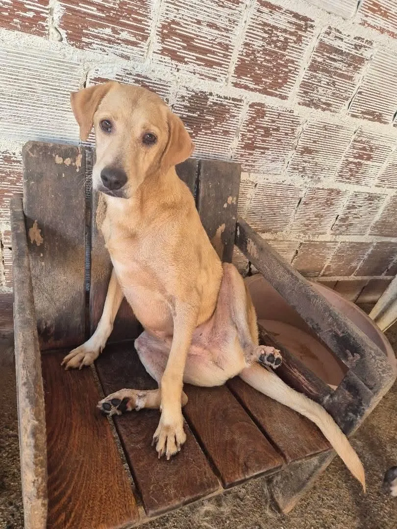 Foto do animal