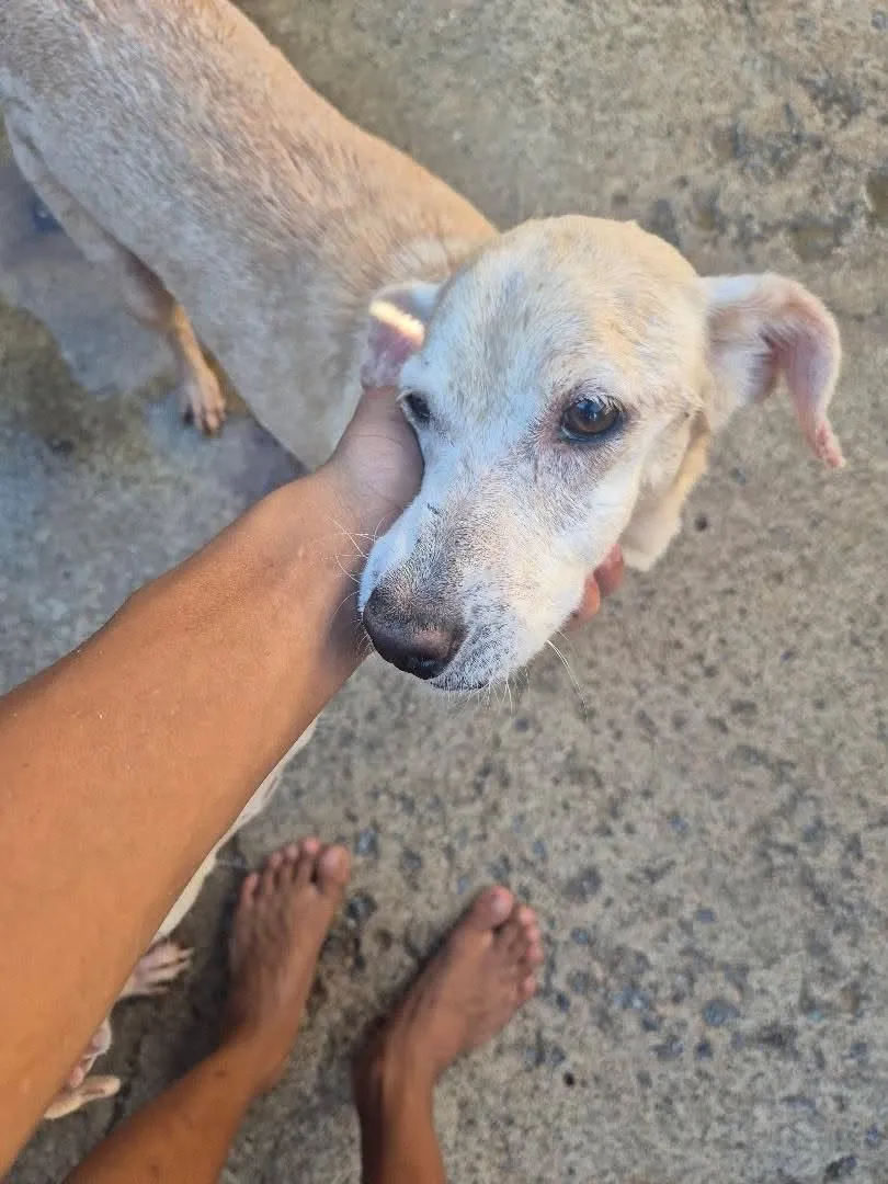 Foto do animal